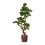 Albero decorativo bonsai larice WOME in vaso di magnesio, 155 cm