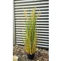 Canna cinese artificiale WASDIN con pannocchie, verde-beige, 125 cm