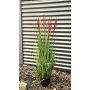 Canna cinese artificiale WASDIN con pannocchie, verde-rosa, 125 cm