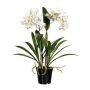 Fiore decorativo Dendrobium Sonia orchidea FROLBER, radici, bianco, 60cm