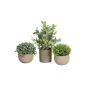 Composizione artificiale LAVADA con bosso, erba ornamentale, pungitopo, vaso decorativo, verde, 12-25cm