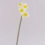Narciso artificiale SEPUNY, giallo crema, 40 cm