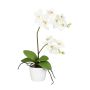 Fiore decorativo orchidea Phalaenopsis MORLEK, vaso in ceramica, radici, crema, 60 cm
