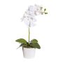 Fiore decorativo orchidea Phalaenopsis TRALKE, vaso decorativo, radici, bianco, 40cm