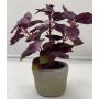 Pianta artificiale Basilico POLINDA in vaso decorativo, rosso bordeaux, 26 cm