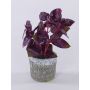 Pianta artificiale Basilico POLINDA in vaso decorativo, rosso bordeaux, 26 cm