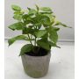 Pianta artificiale Basilico POLINDA in vaso decorativo, verde, 26 cm