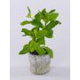 Pianta artificiale Basilico POLINDA in vaso decorativo, verde, 26 cm