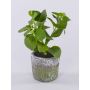 Pianta artificiale menta POLINDA in vaso decorativo, verde, 26 cm