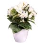 Fiore artificiale Begonia SYLINA, vaso decorativo bianco, color crema, 30 cm