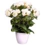 Fiore artificiale Begonia SYLINA, vaso decorativo bianco, crema, 35 cm