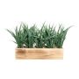 Erba decorativa canna WENMAL in scatola di legno, verde, 30x9x23 cm