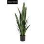 Sansevieria artificiale ELSAWU, verde, 140 cm