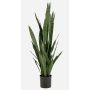 Sansevieria artificiale ELSAWU, verde, 140 cm
