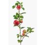 Ramo decorativo di mela ZANINA con frutti, rosso-giallo, 95 cm