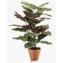 Pianta artificiale Calathea makoyana TROGAR in vaso terracotta, verde-viola, 65 cm