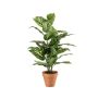 Pianta artificiale Dieffenbachia ELSAWA in vaso terracotta, verde, 65 cm