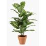 Pianta artificiale Dieffenbachia ELSAWA in vaso terracotta, verde, 65 cm