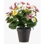 Pansie artificiali NORHA in vaso decorativo, bianco-lilla-giallo, 30 cm