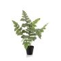 Felce artificiale Felce dorata SCORPI in vaso decorativo, verde, 60 cm