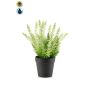 Erica artificiale ELSAWO in vaso decorativo, crossdoor, bianco-verde, 30 cm