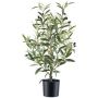 Albero decorativo ulivo SELVO con frutti, tronco artificiale, 70 cm
