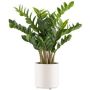 Pianta artificiale Zamioculcas BROLKE, vaso decorativo, 80 cm