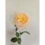Rosa artificiale GINAKAL, albicocca, 65 cm