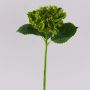 Ortensia artificiale MYNMAR, verde, 35 cm