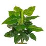 Pianta artificiale Philodendron Scandens GIMPA, bastoncino, 50cm