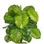 Pianta finta Calathea Orbifolia BLAHEN, bastoncino, verde, 50 cm