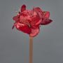 Amaryllis di velluto KIRSTY, rosso, 70cm, Ø9cm