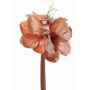 Amaryllis di velluto KIRSTY, salmone, 70cm, Ø13-15cm