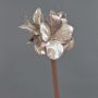 Amaryllis di velluto KIRSTY, beige-rosa, 70cm, Ø9cm