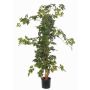 Vite reale artificiale RAMAN, tronchi veri, verde, 115cm