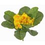 Primula artificiale SUNDARA su stelo, giallo, 20cm, Ø4cm