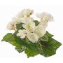 Begonia artificiale BIRMA su stelo, crema, 20cm, Ø3-5cm