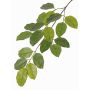 Ramo di baniano artificiale ERASMOS, difficilmente infiammabile, verde, 80cm