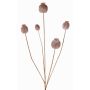 Capsula di papavero artificiale FILOMELA, marrone chiaro, 75cm, Ø2-3,5cm
