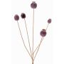 Capsula di papavero artificiale FILOMELA, marrone scuro, 75cm, Ø2-3,5cm
