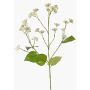 Fiore artificiale di eupatorium KORALIA, crema, 80cm, Ø4-7cm