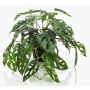 Filodendro decorativo Monstera Deliciosa TREVYN, 55cm