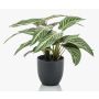 Calathea Zebrina artificiale VAIDA in vaso decorativo, verde-bianco, 40cm