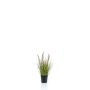 Erba di pennisetum artificiale YWAIN con pannocchie, beige-verde, 45cm