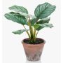Calathea Orbifolia artificiale ESMIE in vaso di terracotta, verde-bianco, 30cm