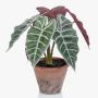 Alocasia Sanderiana artificiale GARCIA, vaso di terracotta, verde-bianco, 30cm
