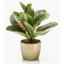 Maranta artificiale SITULA in vaso di ceramica dorato, verde-rosso, 30cm