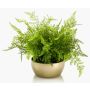 Felce femmina artificiale HANNU in ciotola di ceramica dorata, verde, 40cm, Ø45cm
