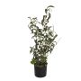 Cespuglio di olivo artificiale LEANDRU con frutti, verde, 70cm