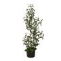 Cespuglio di olivo artificiale LEANDRU con frutti, verde, 90cm